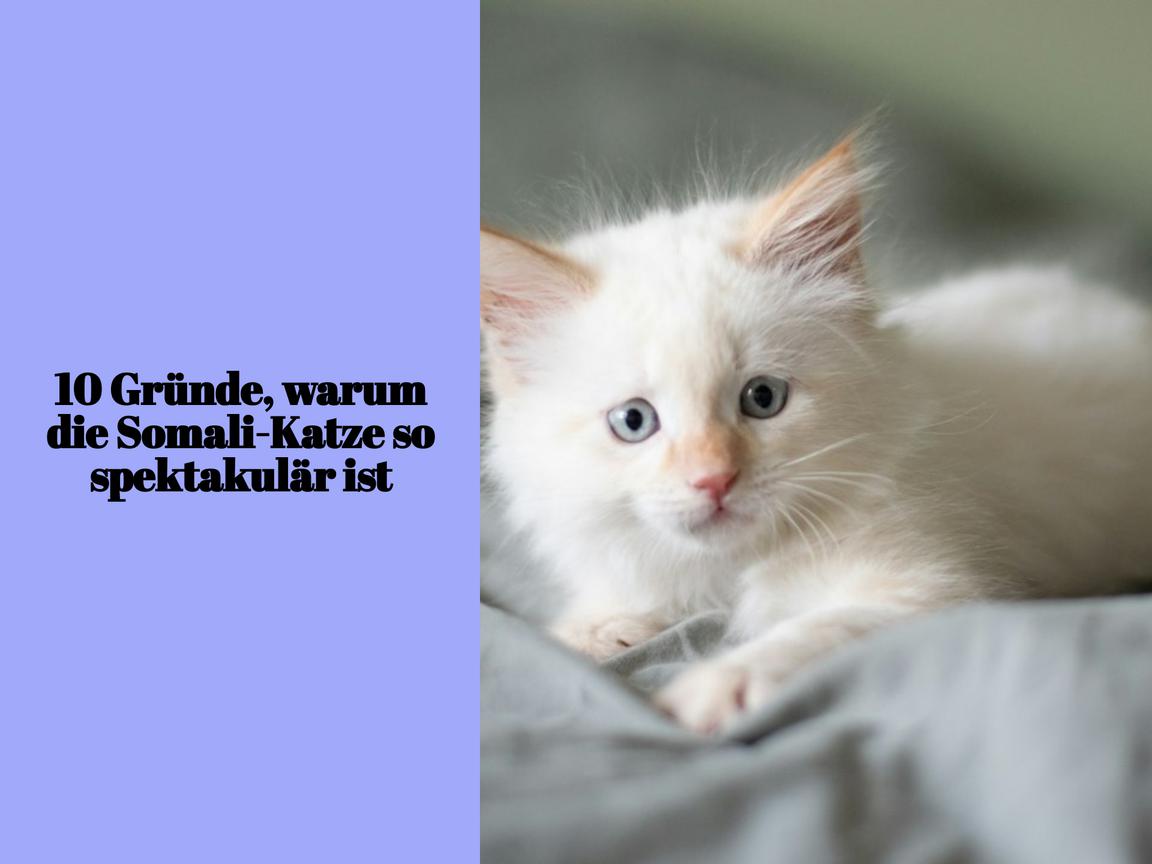 10 Gründe, warum die Somali-Katze so spektakulär ist