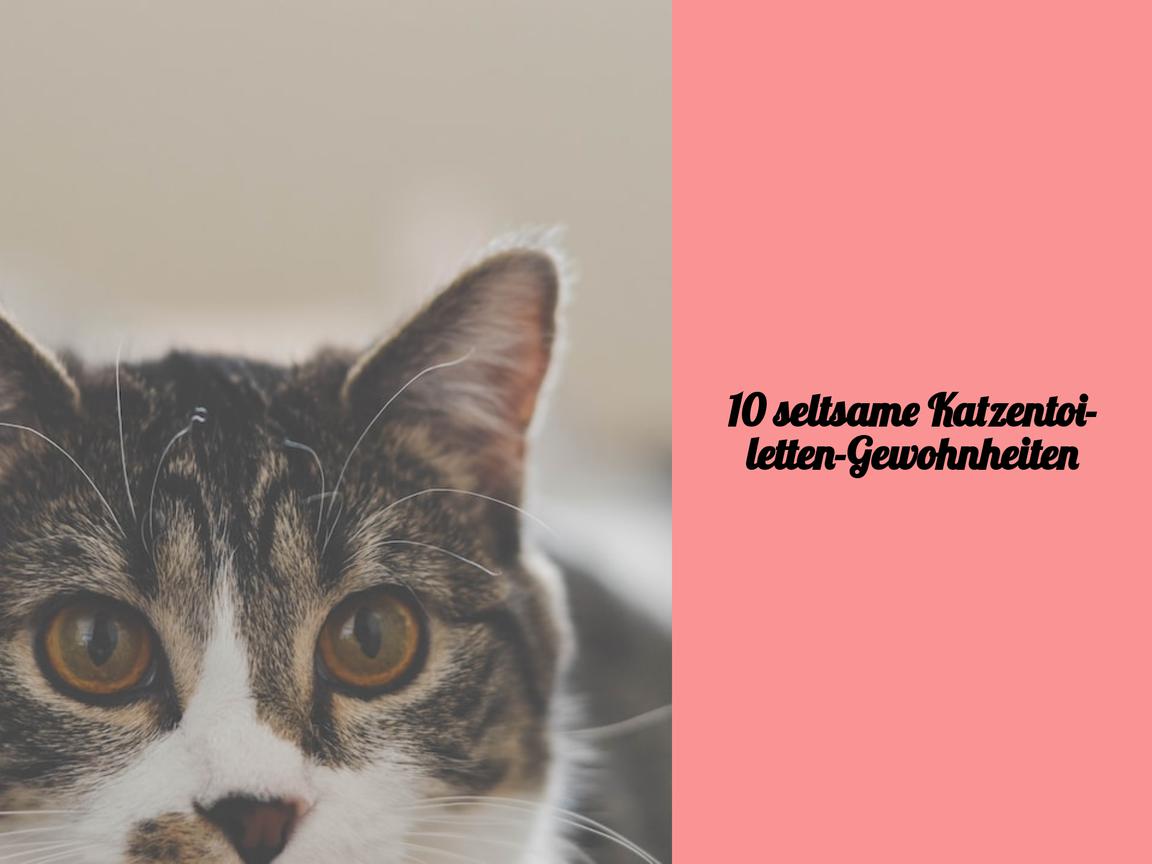 10 seltsame Katzentoiletten-Gewohnheiten