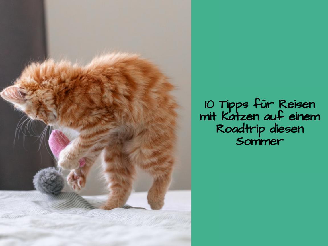 10 Tipps für Reisen mit Katzen auf einem Roadtrip diesen Sommer