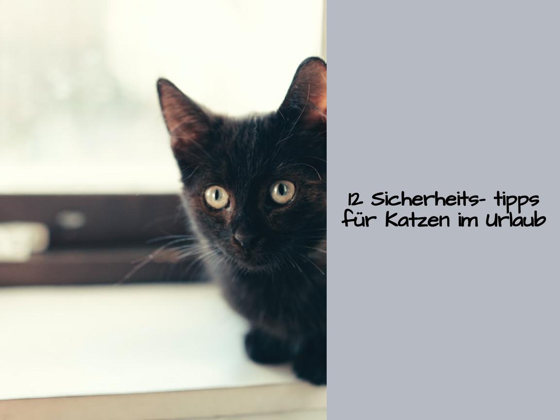 12 Sicherheitstipps für Katzen im Urlaub