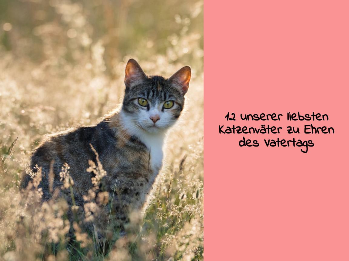 12 unserer liebsten Katzenväter zu Ehren des Vatertags