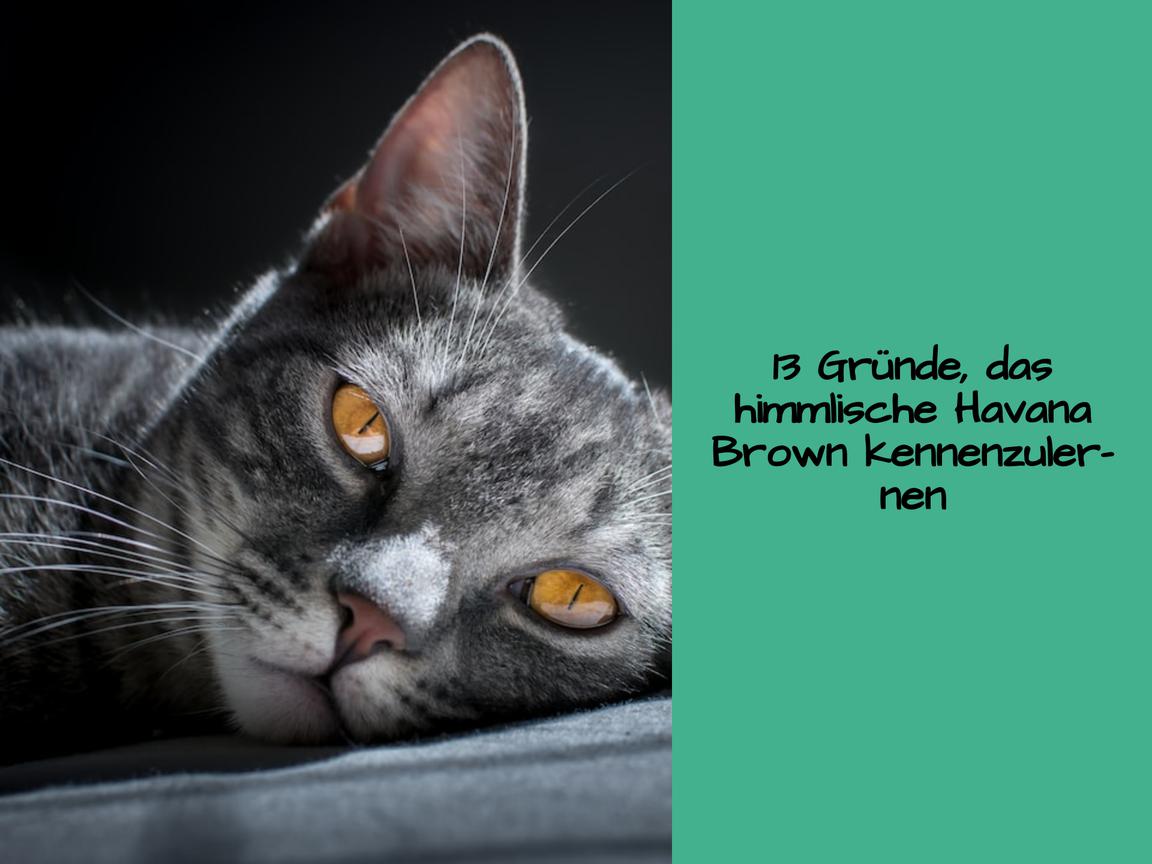 13 Gründe, das himmlische Havana Brown kennenzulernen