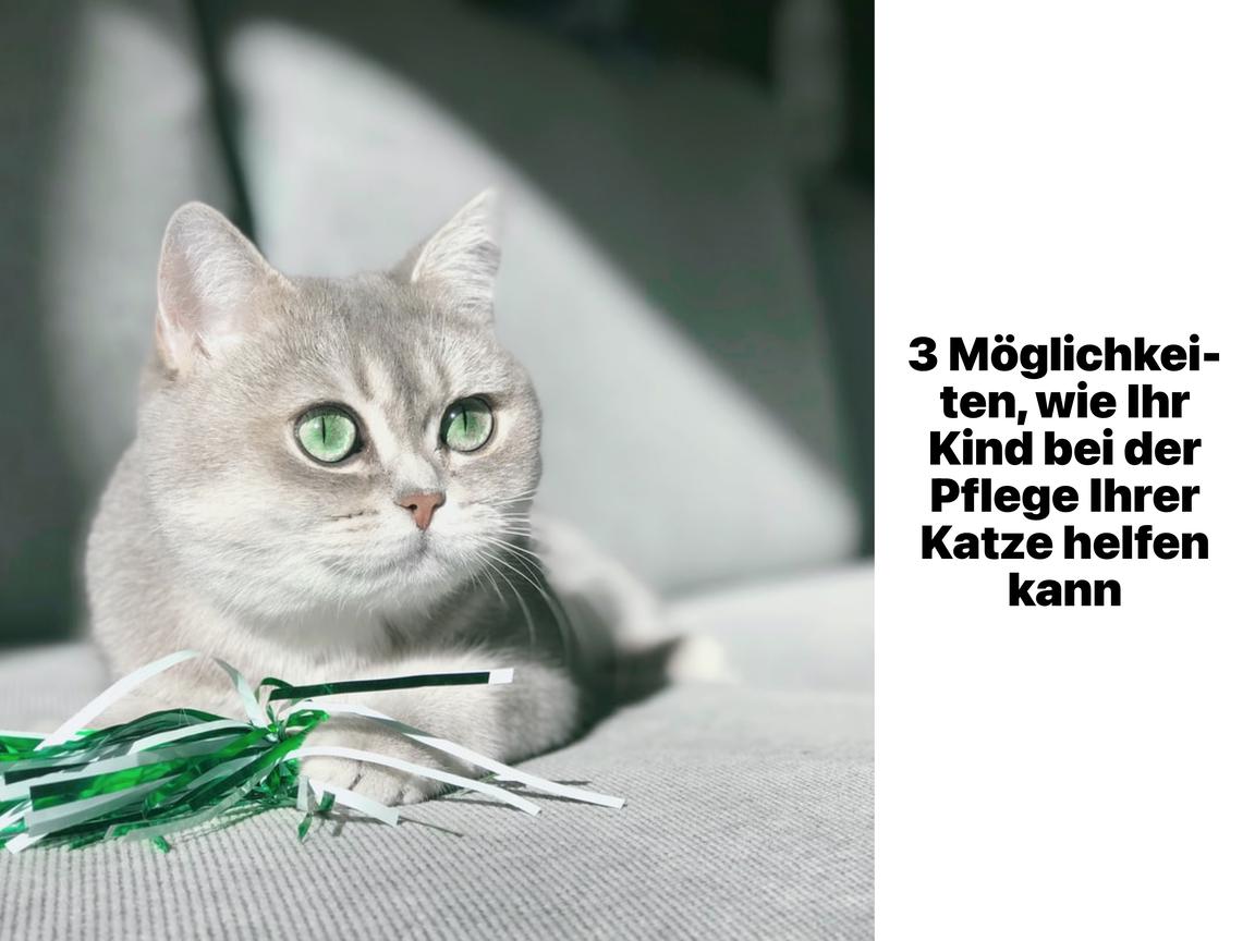 3 Möglichkeiten, wie Ihr Kind bei der Pflege Ihrer Katze helfen kann