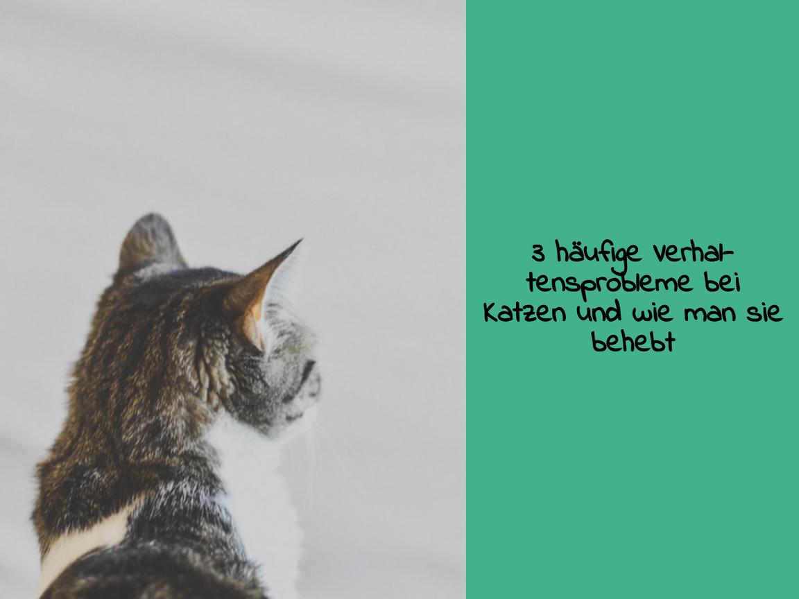 3 häufige Verhaltensprobleme bei Katzen und wie man sie behebt