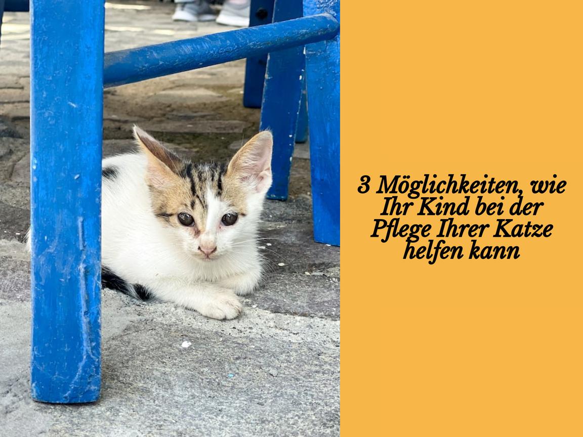 3 Möglichkeiten, wie Ihr Kind bei der Pflege Ihrer Katze helfen kann