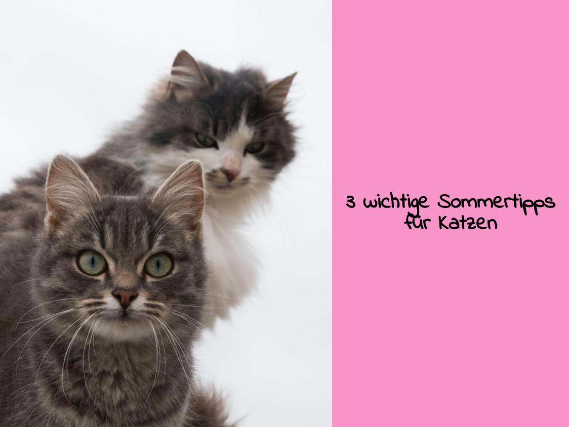 3 wichtige Sommertipps für Katzen