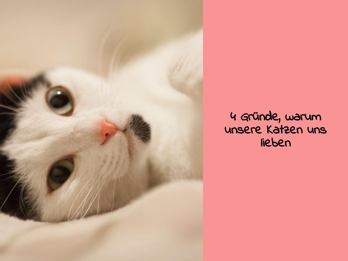 4 Gründe, warum unsere Katzen uns lieben