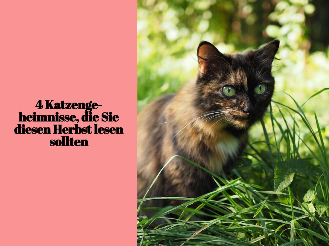 4 Katzengeheimnisse, die Sie diesen Herbst lesen sollten