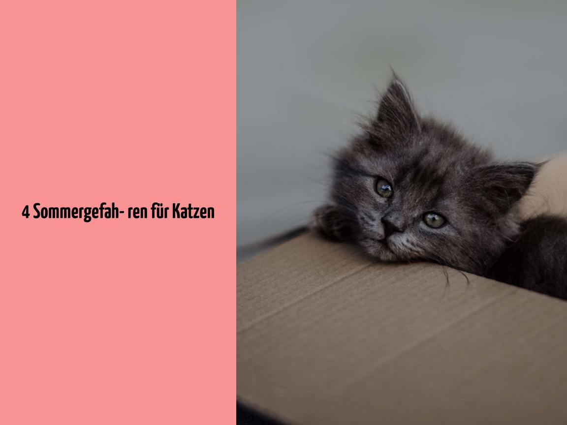 4 Sommergefahren für Katzen