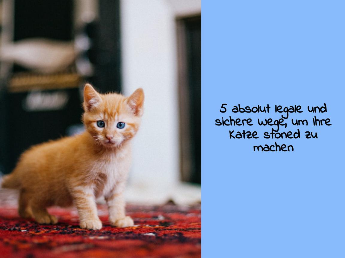 5 absolut legale und sichere Wege, um Ihre Katze stoned zu machen