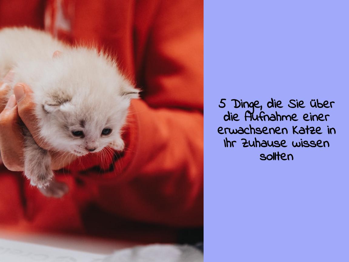 5 Dinge, die Sie über die Aufnahme einer erwachsenen Katze in Ihr Zuhause wissen sollten