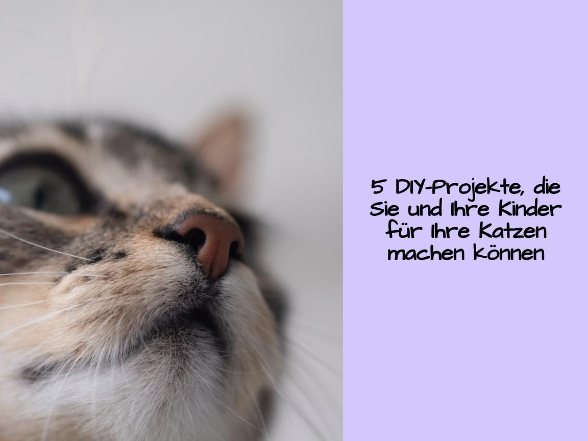 5 DIY-Projekte, die Sie und Ihre Kinder für Ihre Katzen machen können