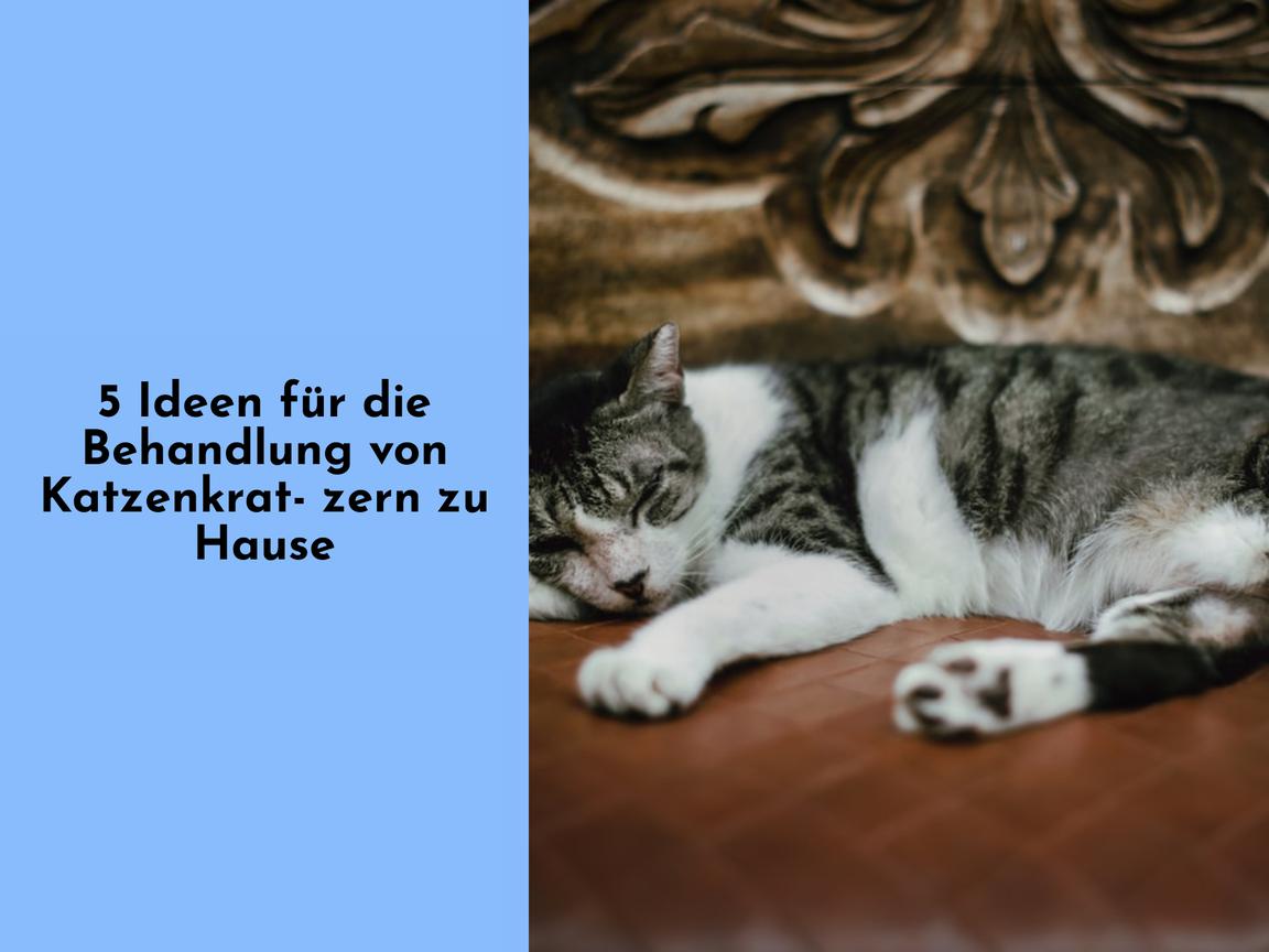 5 Ideen für die Behandlung von Katzenkratzern zu Hause