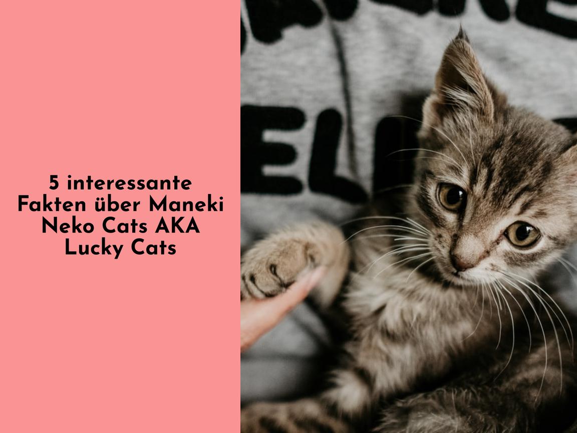 5 interessante Fakten über Maneki Neko Cats AKA Lucky Cats