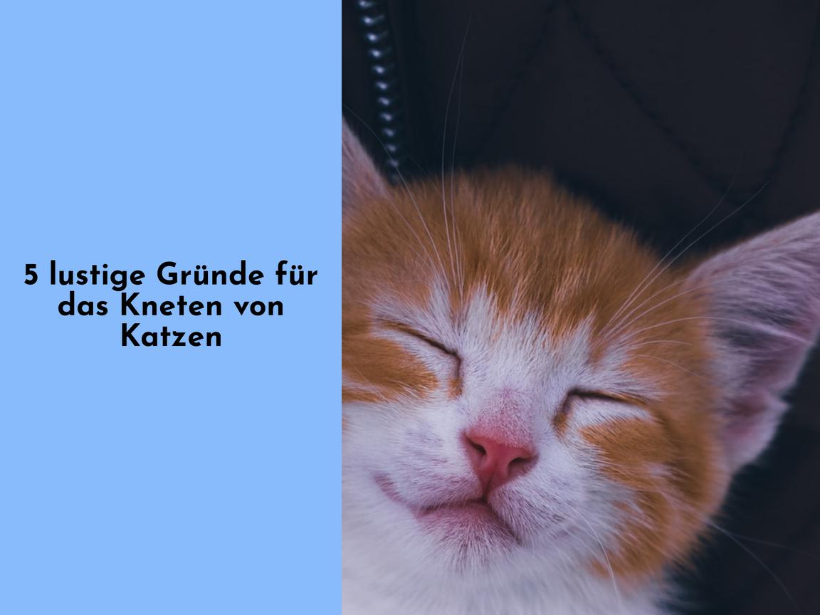 5 lustige Gründe für das Kneten von Katzen