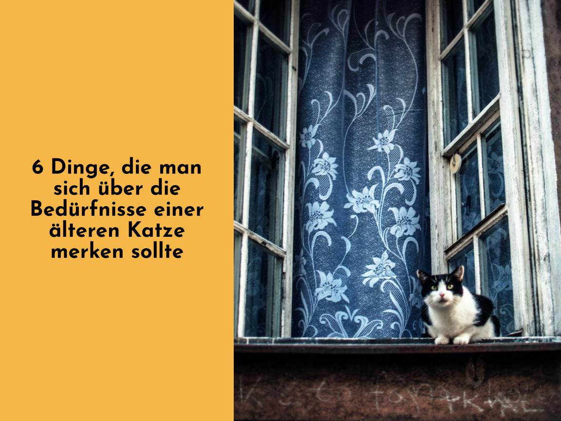 6 Dinge, die man sich über die Bedürfnisse einer älteren Katze merken sollte