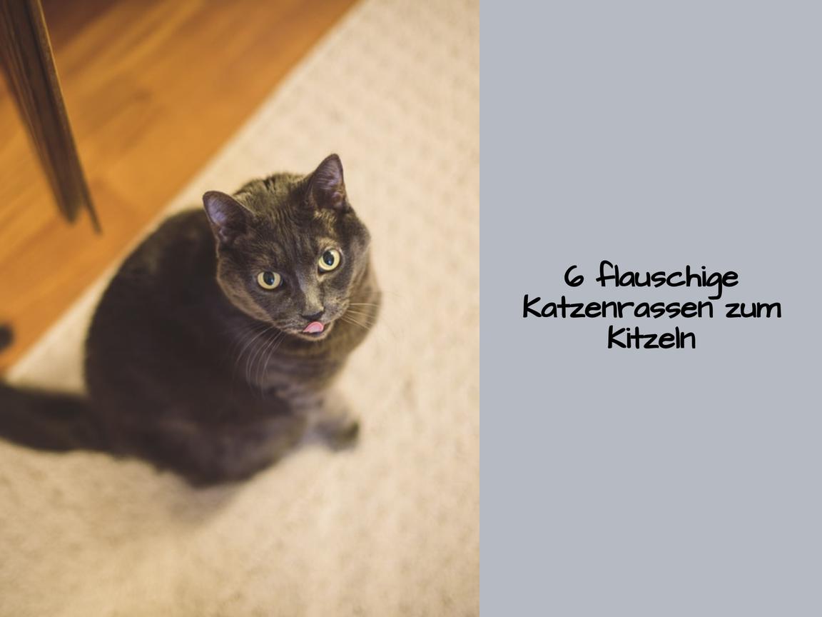 6 flauschige Katzenrassen zum Kitzeln