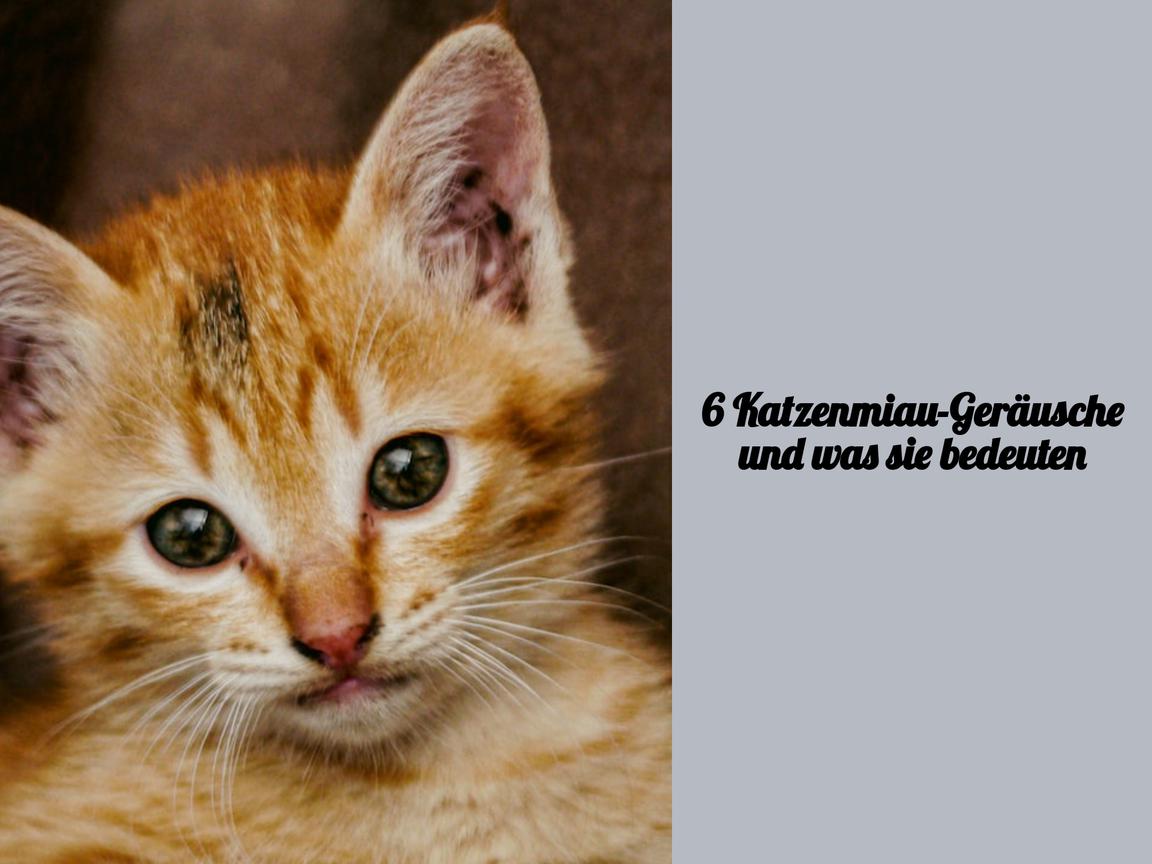 6 Katzenmiau-Geräusche und was sie bedeuten