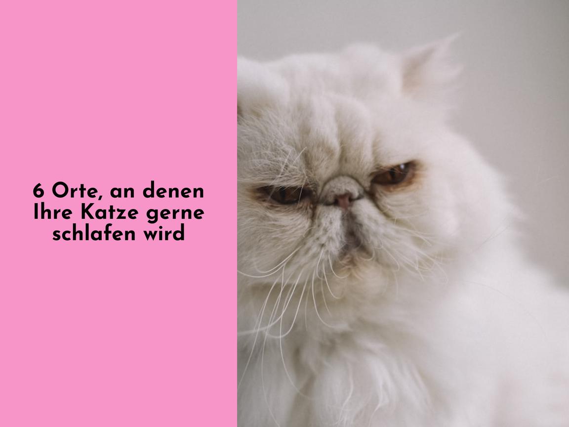 6 Orte, an denen Ihre Katze gerne schlafen wird