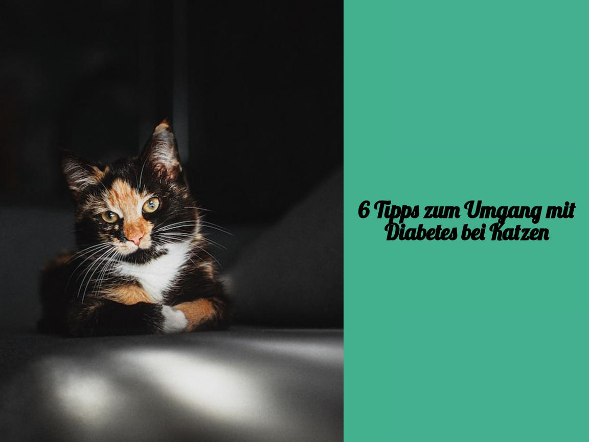 6 Tipps zum Umgang mit Diabetes bei Katzen