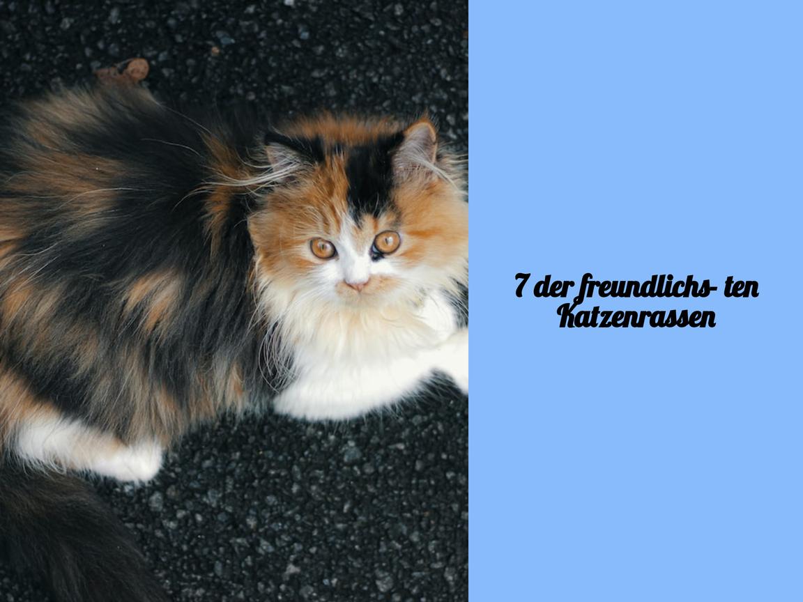 7 der freundlichsten Katzenrassen