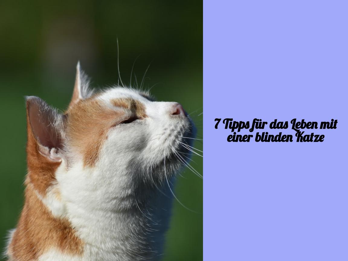 7 Tipps für das Leben mit einer blinden Katze