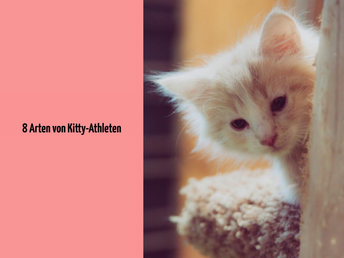 8 Arten von Kitty-Athleten