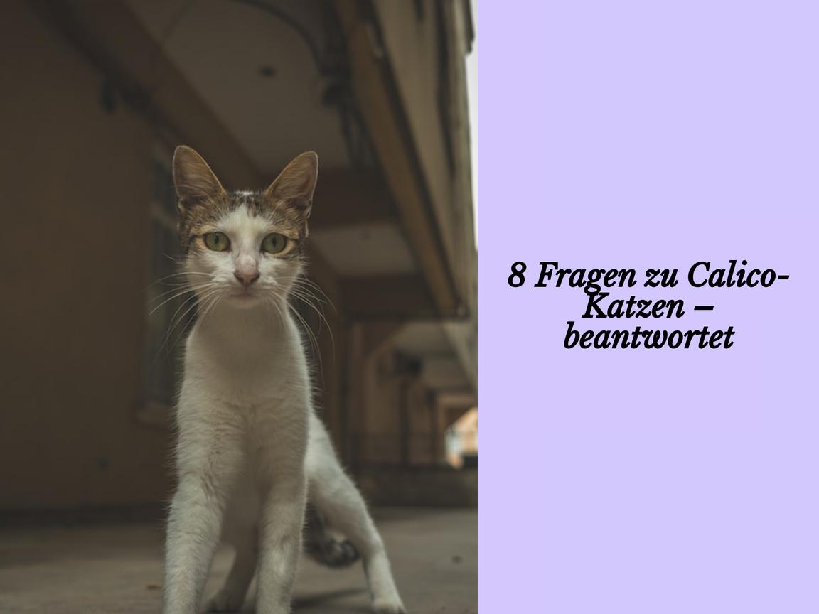 8 Fragen zu Calico-Katzen – beantwortet