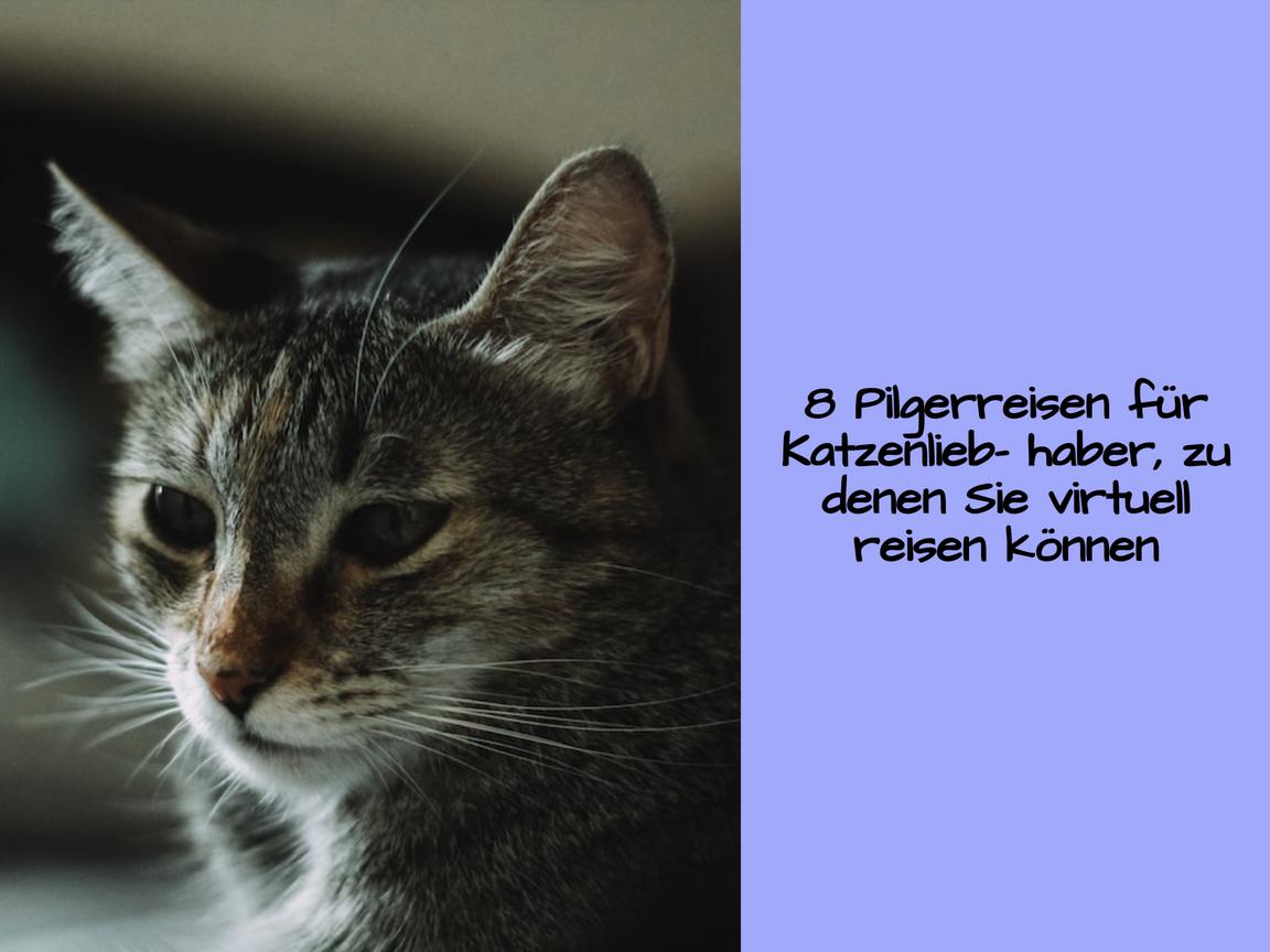 8 Pilgerreisen für Katzenliebhaber, zu denen Sie virtuell reisen können