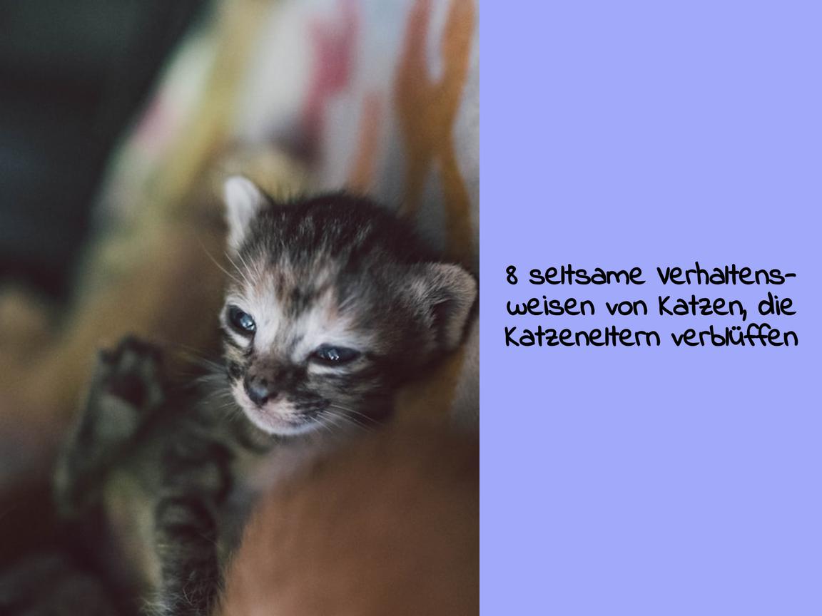 8 seltsame Verhaltensweisen von Katzen, die Katzeneltern verblüffen