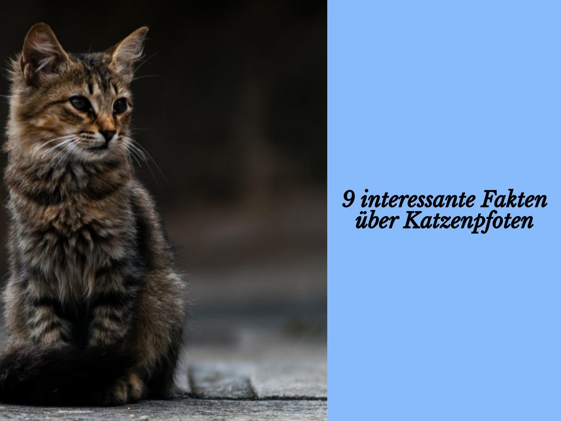 9 interessante Fakten über Katzenpfoten