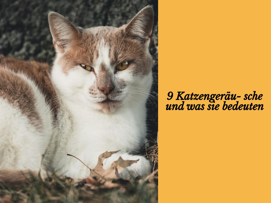 9 Katzengeräusche und was sie bedeuten