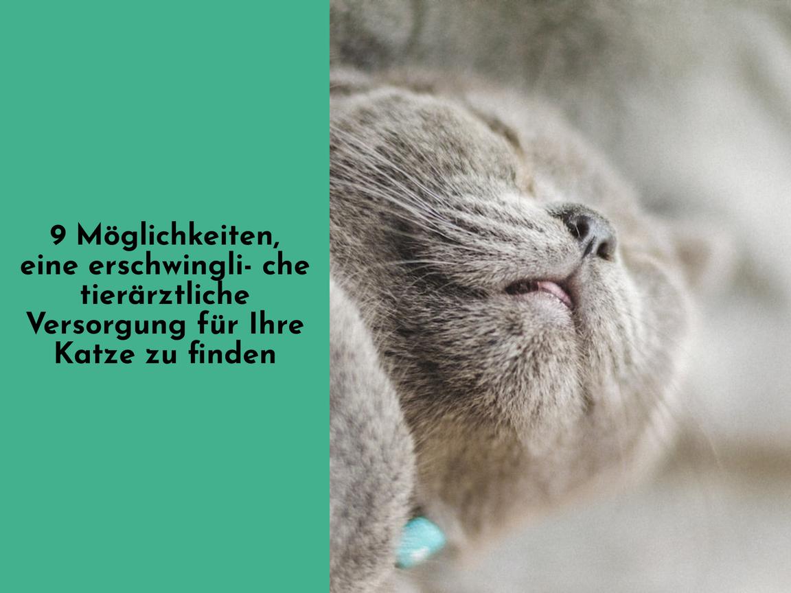 9 Möglichkeiten, eine erschwingliche tierärztliche Versorgung für Ihre Katze zu finden