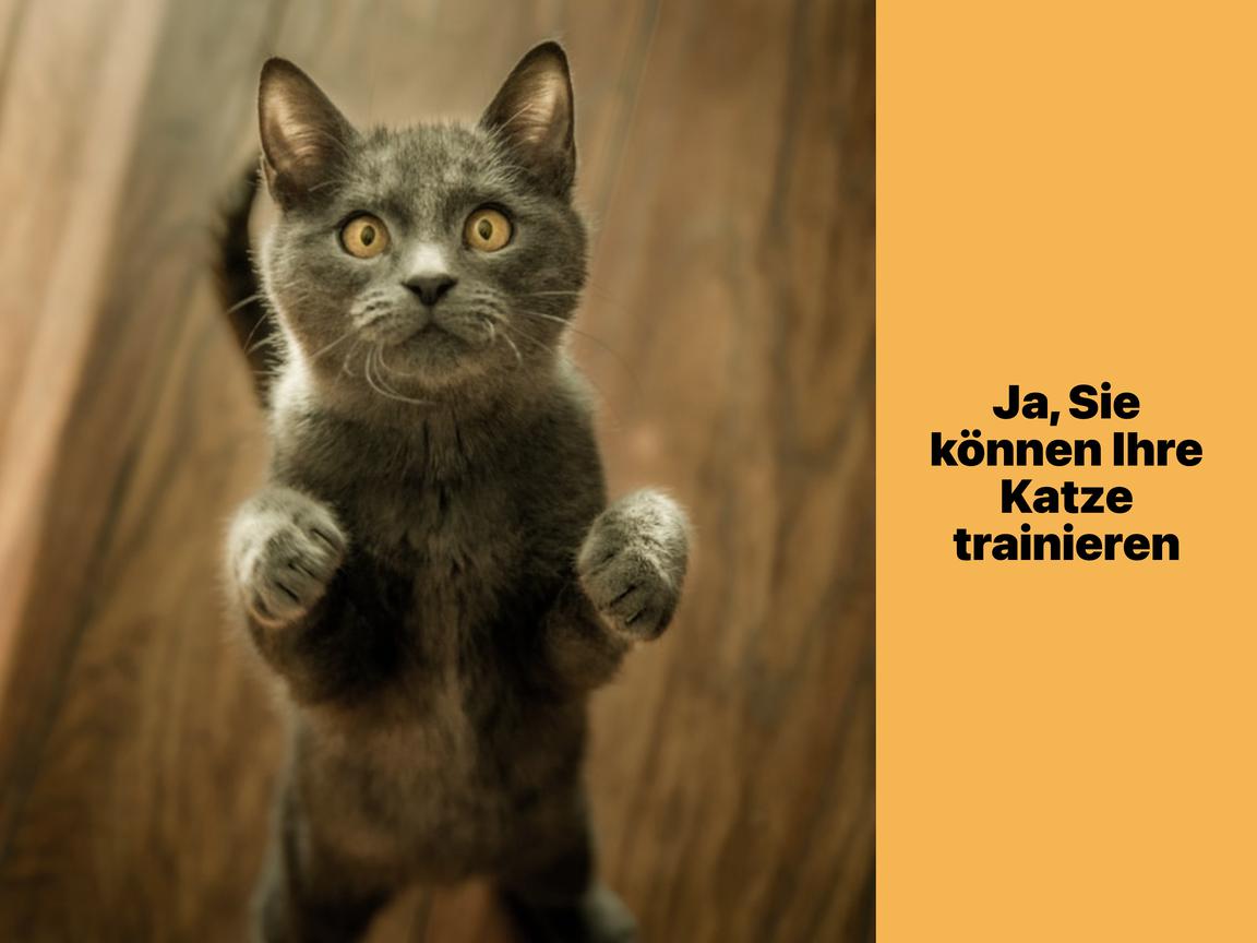 Ja, Sie können Ihre Katze trainieren