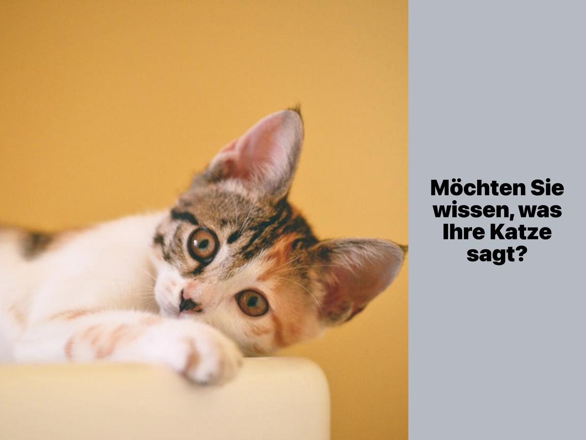 Möchten Sie wissen, was Ihre Katze sagt?