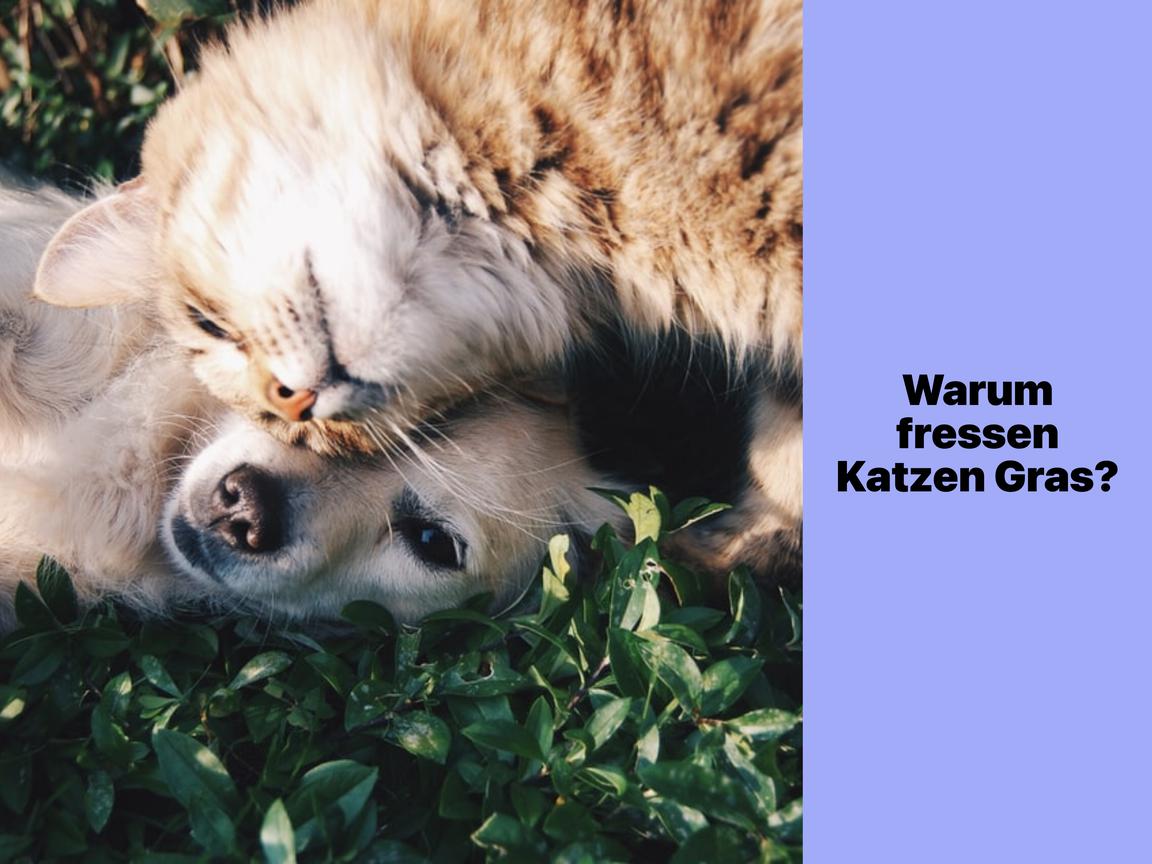 Warum fressen Katzen Gras?