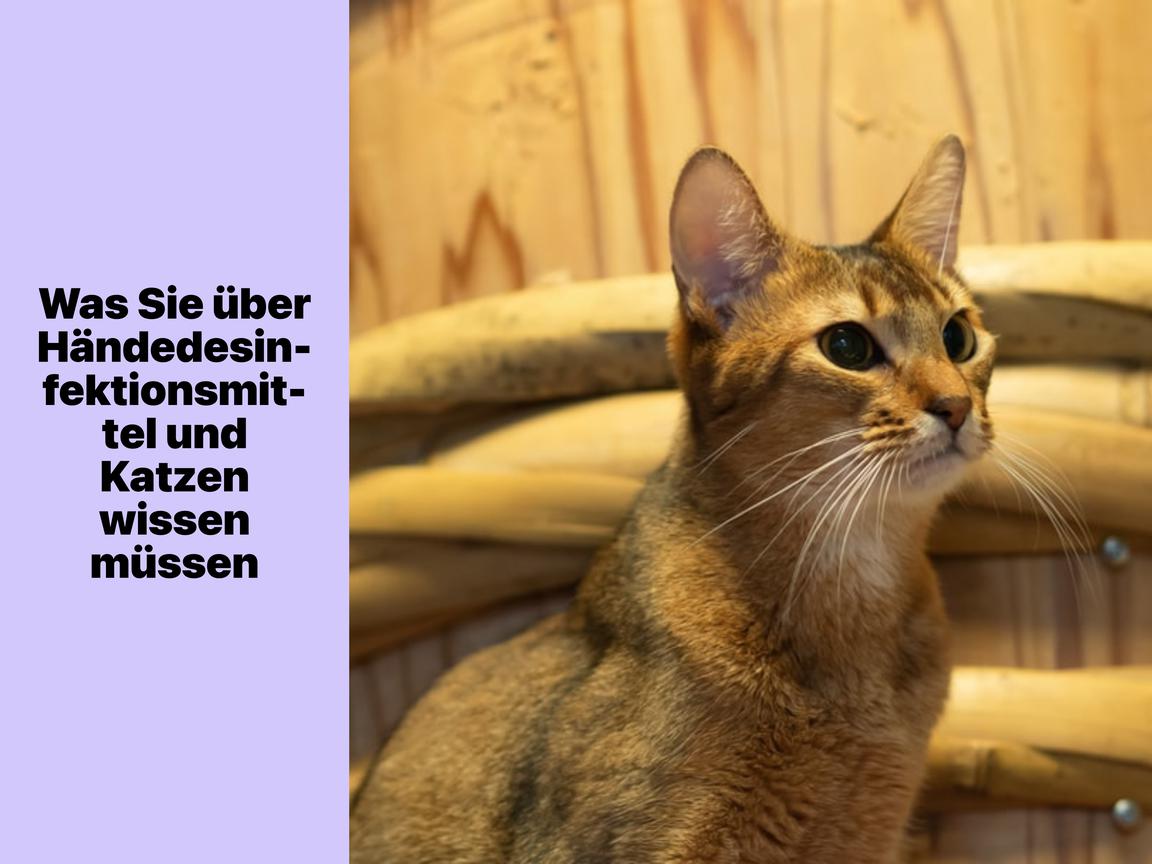 Was Sie über Händedesinfektionsmittel und Katzen wissen müssen