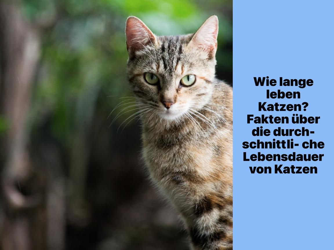 Wie lange leben Katzen? Fakten über die durchschnittliche Lebensdauer von Katzen