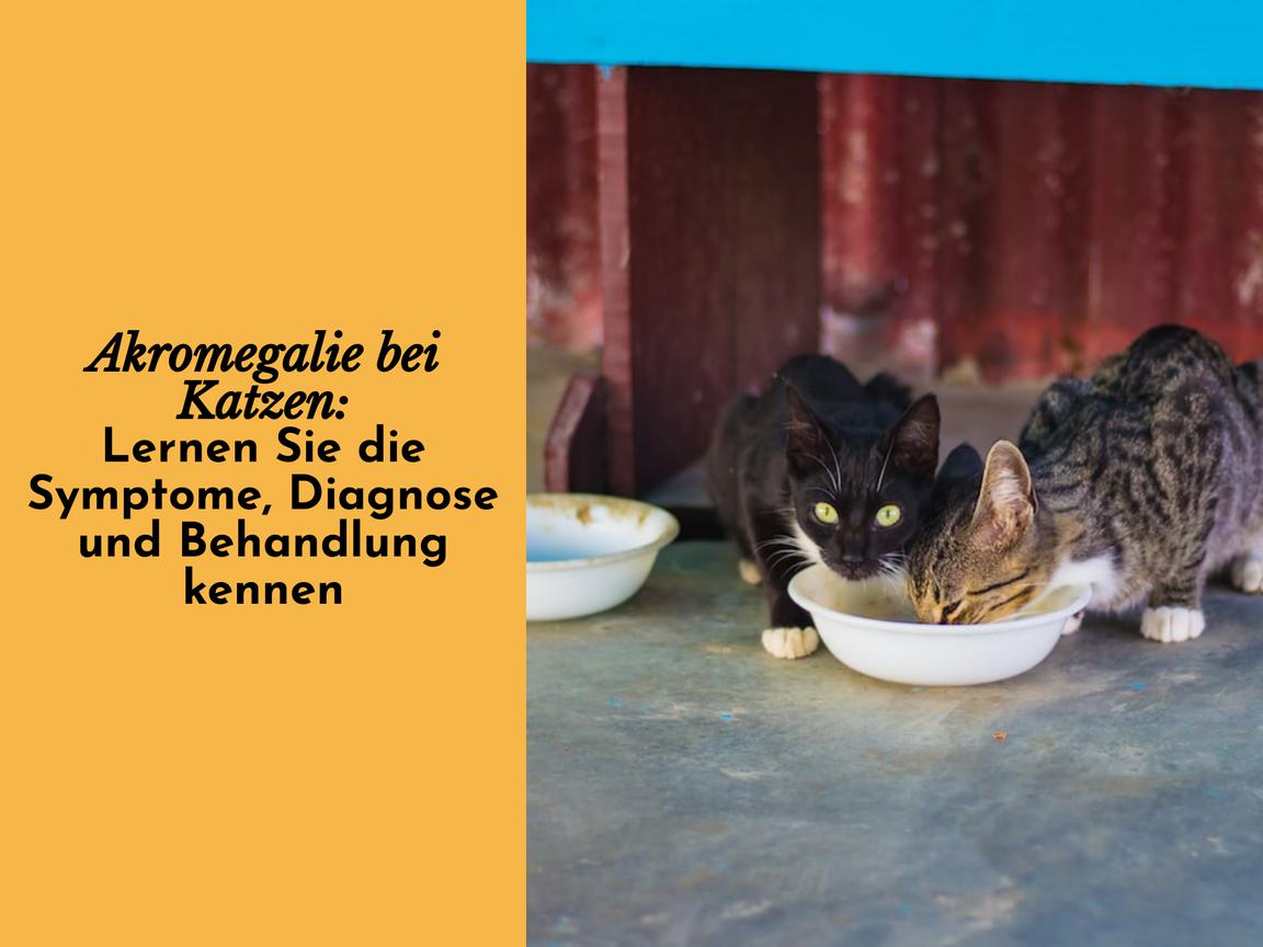 Akromegalie bei Katzen: Lernen Sie die Symptome, Diagnose und Behandlung kennen