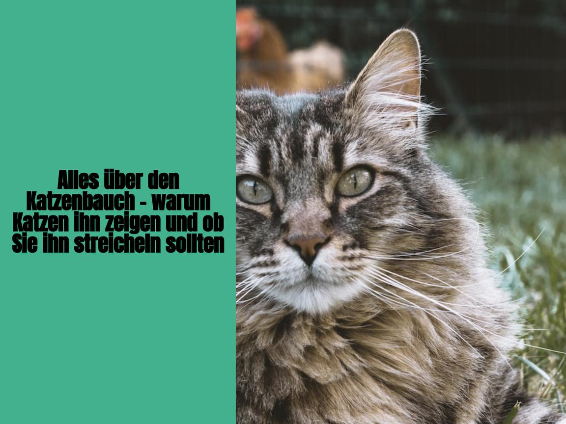 Alles über den Katzenbauch – warum Katzen ihn zeigen und ob Sie ihn streicheln sollten