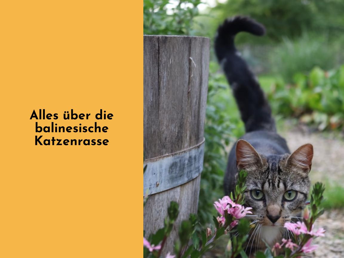 Alles über die balinesische Katzenrasse