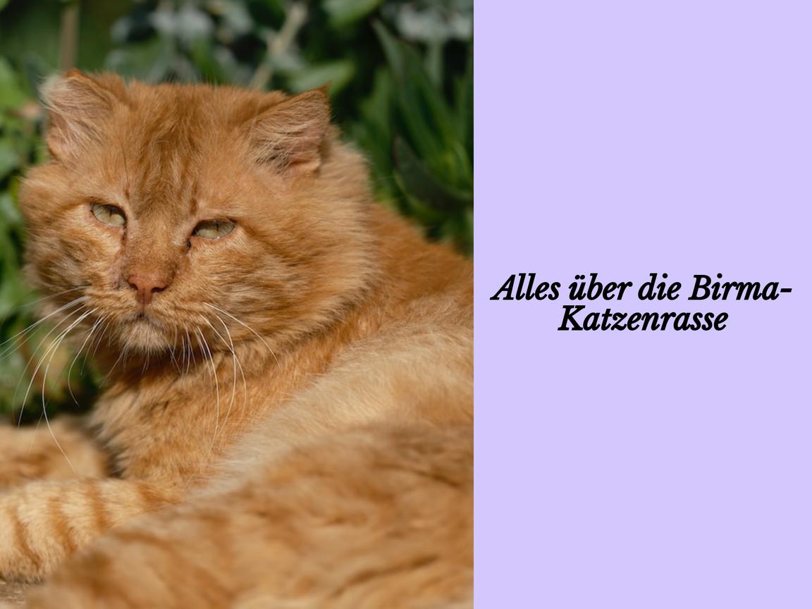 Alles über die Birma-Katzenrasse