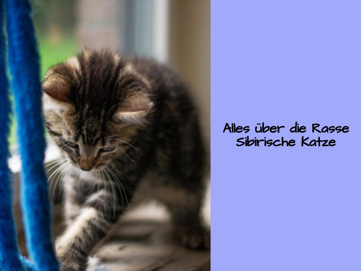 Alles über die Rasse Sibirische Katze