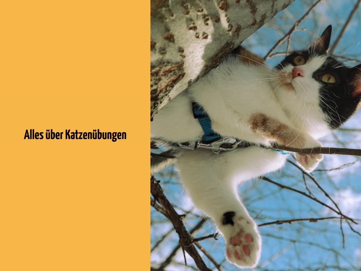 Alles über Katzenübungen