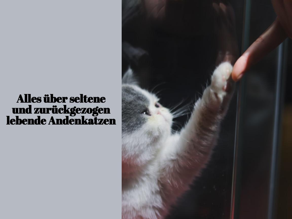 Alles über seltene und zurückgezogen lebende Andenkatzen