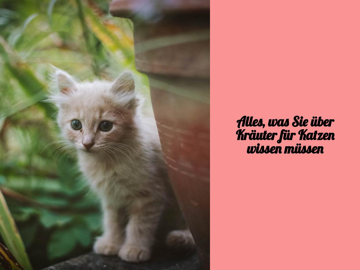 Alles, was Sie über Kräuter für Katzen wissen müssen