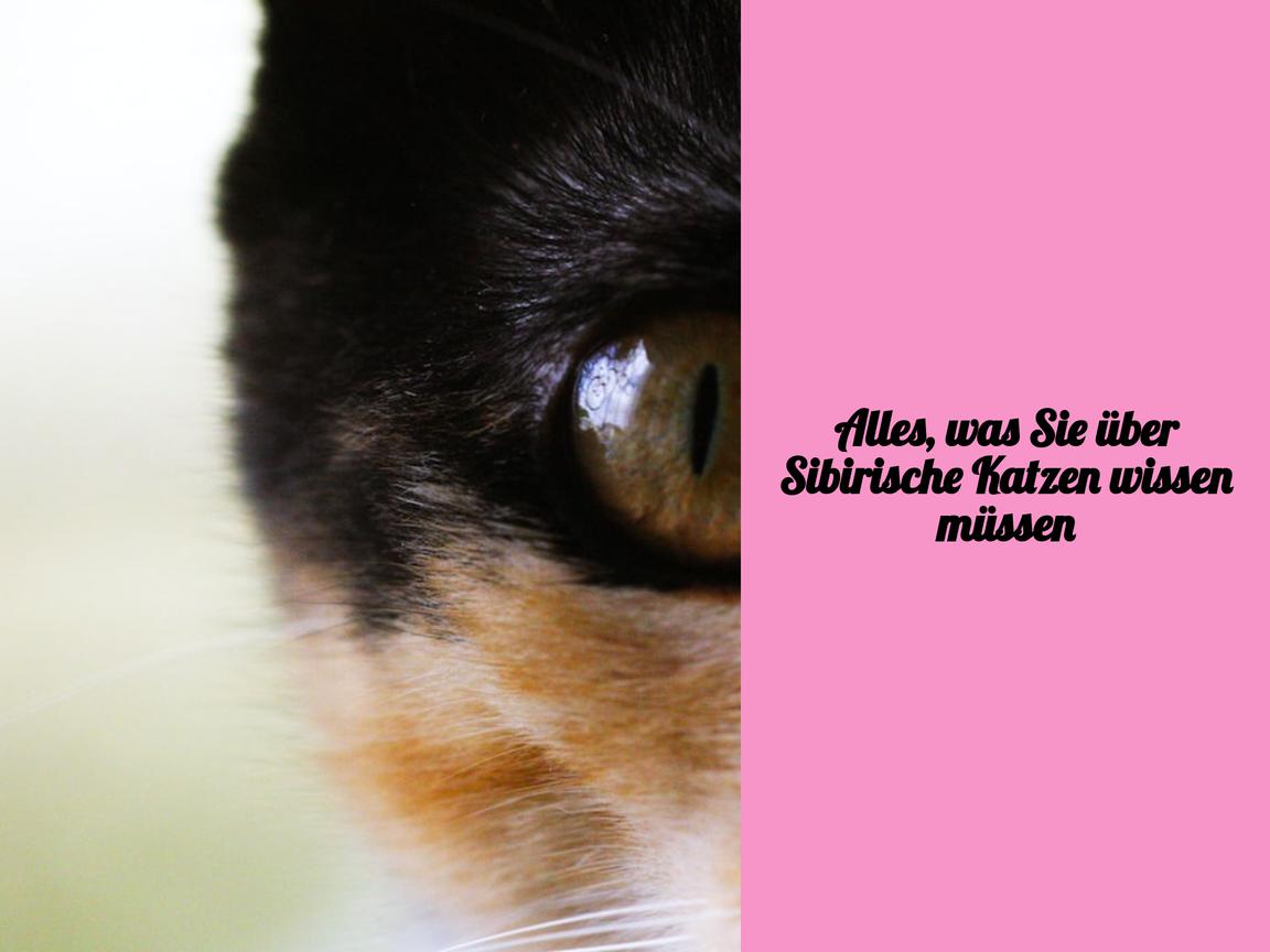 Alles, was Sie über Sibirische Katzen wissen müssen