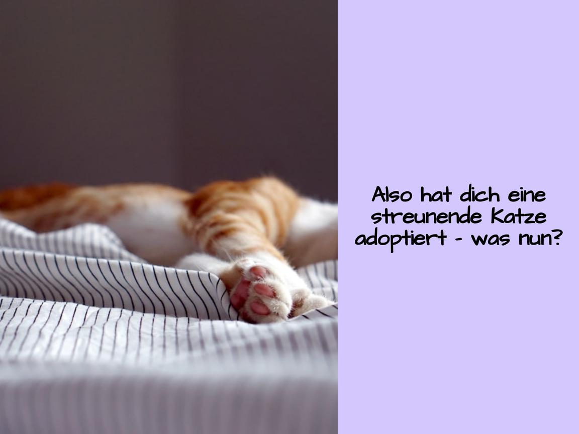 Also hat dich eine streunende Katze adoptiert – was nun?