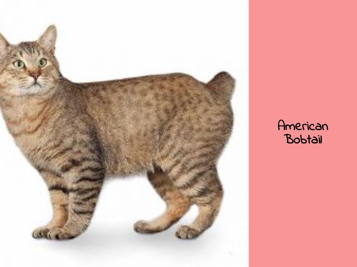 American Bobtail