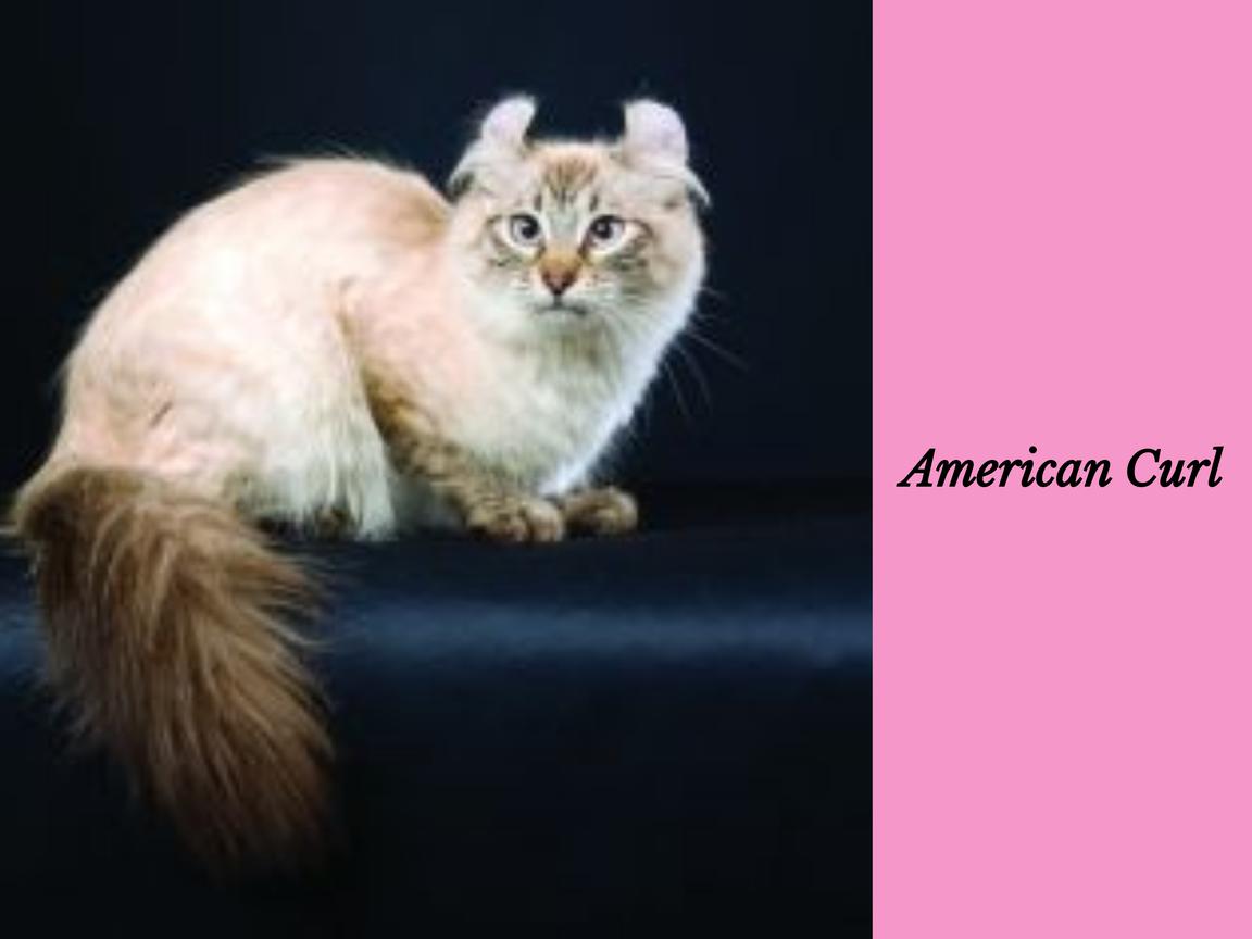 American Curl